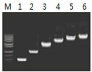 50μl 擴增體系中，以 5ng λDNA 為模板，對 500bp~6.0kb 的擴增結果