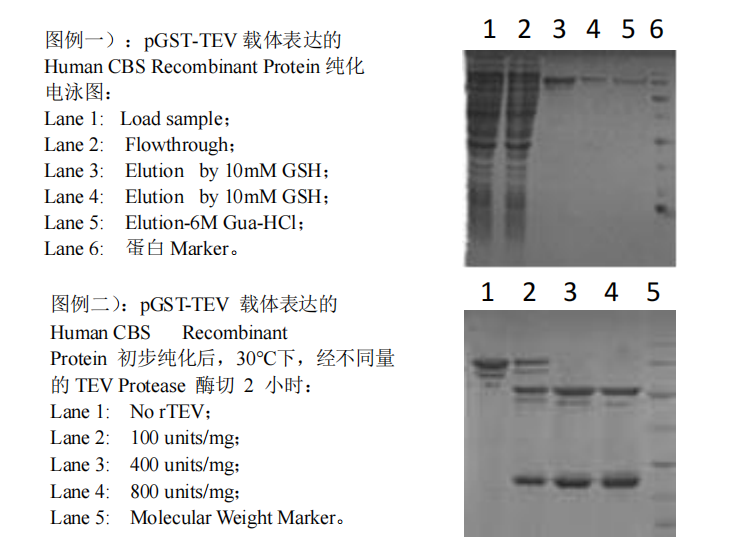 pGST-TEV Expression Kit應用實(shí)例